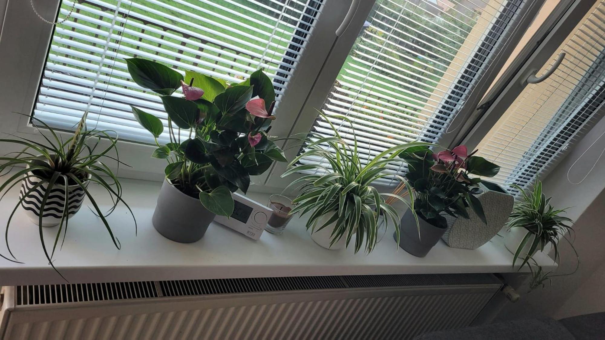 Novy Apartman Eva Jicin Bagian luar foto